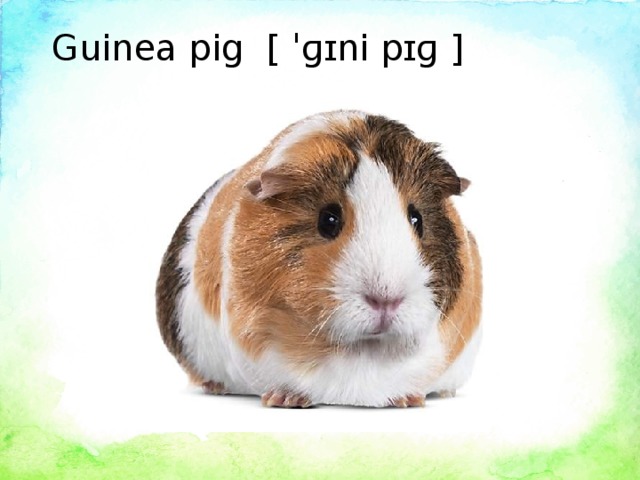 Guinea pig [ ˈɡɪni pɪɡ ]