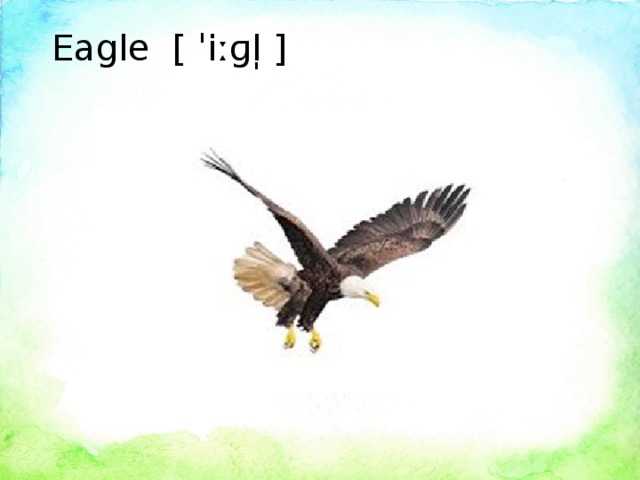 Eagle [ ˈiːɡl̩ ]