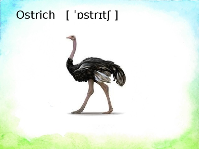 Ostrich  [ ˈɒstrɪtʃ ]