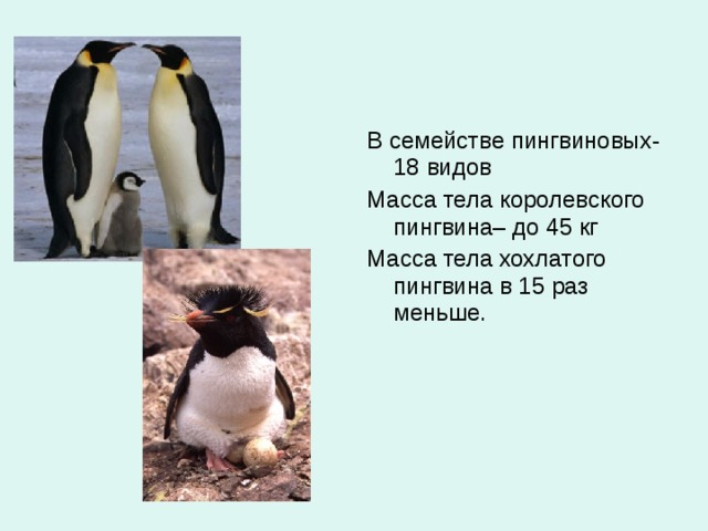 В семействе пингвиновых-18 видов Масса тела королевского пингвина– до 45 кг Масса тела хохлатого пингвина в 15 раз меньше.