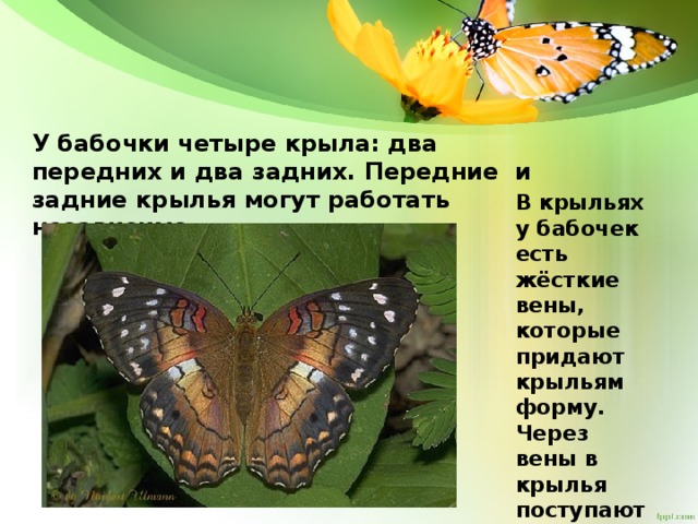 У бабочки четыре крыла: два передних и два задних. Передние и задние крылья могут работать независимо. В крыльях у бабочек есть жёсткие вены, которые придают крыльям форму. Через вены в крылья поступают питательные вещества.
