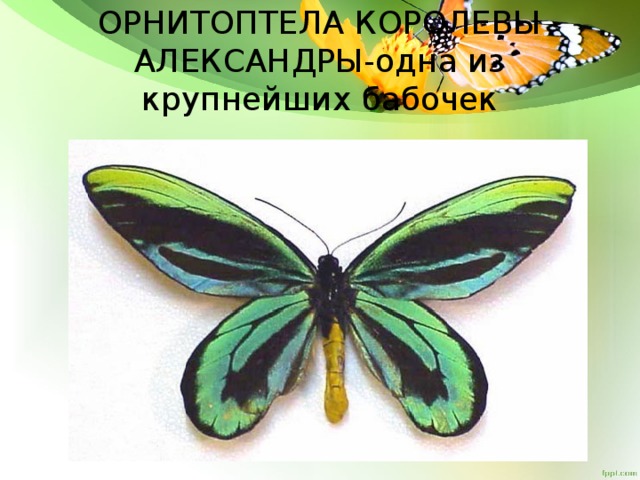 ОРНИТОПТЕЛА КОРОЛЕВЫ АЛЕКСАНДРЫ-одна из крупнейших бабочек