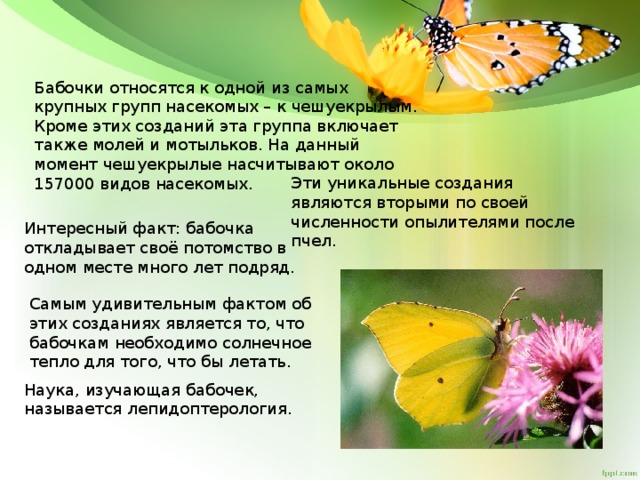 Бабочки относятся к группе. Интересные факты о бабочках. Изучение бабочек и название. Наука изучающая бабочек. Бабочка относится к насекомым.