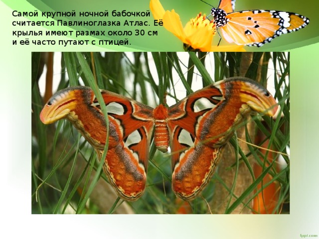 Самой крупной ночной бабочкой считается Павлиноглазка Атлас. Её крылья имеют размах около 30 см и её часто путают с птицей.