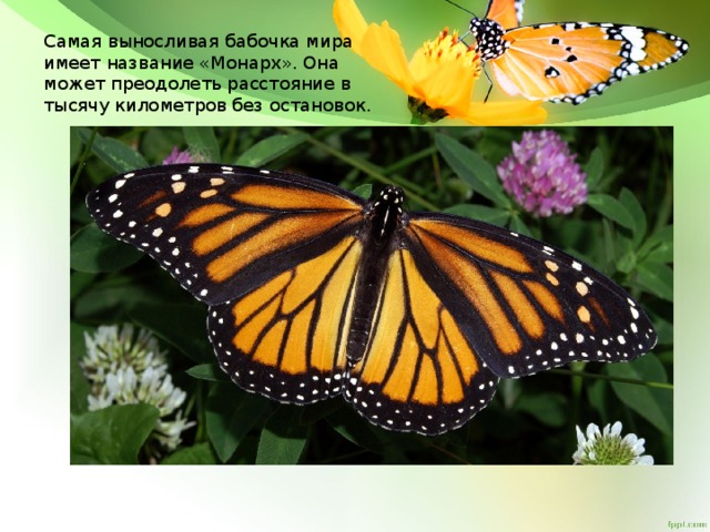 Самая выносливая бабочка мира имеет название «Монарх». Она может преодолеть расстояние в тысячу километров без остановок.