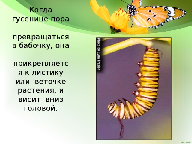 Когда гусенице пора превращаться в бабочку, она прикрепляется к листику или веточке растения, и висит вниз головой.