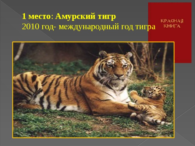 1 место :  Амурский тигр   2010 год- международный год тигра