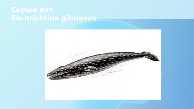 Серый кит  Eschrichtius gibbosus
