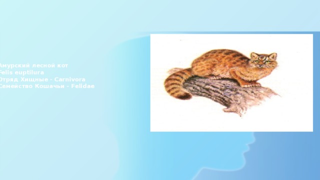 Амурский лесной кот  Felis euptilura  Отряд Хищные - Carnivora  Семейство Кошачьи - Felidae