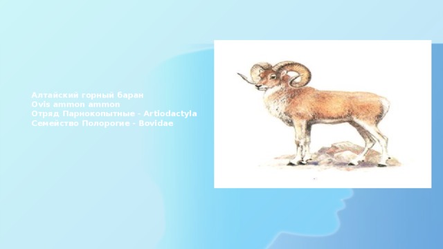 Алтайский горный баран  Ovis ammon ammon  Отряд Парнокопытные - Artiodactyla  Семейство Полорогие - Bovidae