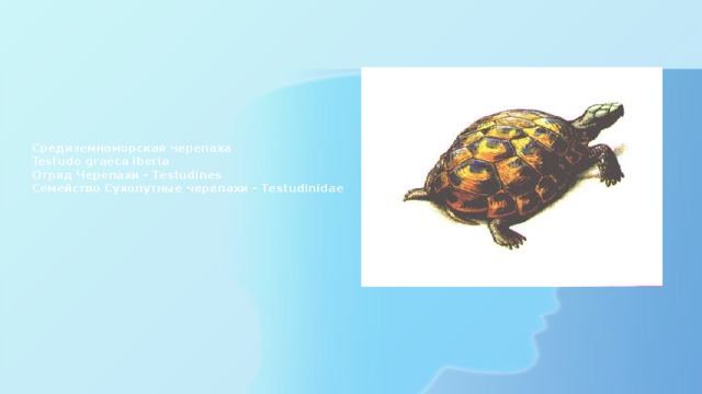 Средиземноморская черепаха  Testudo graeca iberia  Отряд Черепахи - Testudines  Семейство Сухопутные черепахи - Testudinidae