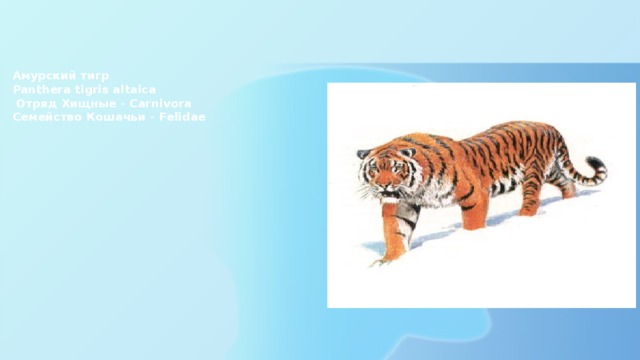 Амурский тигр  Panthera tigris altaica  Отряд Хищные - Carnivora  Семейство Кошачьи - Felidae