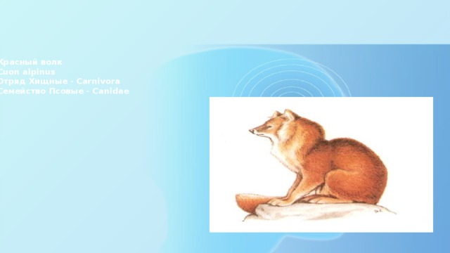 Красный волк  Сuon аlpinus  Отряд Хищные - Carnivora  Семейство Псовые - Canidae
