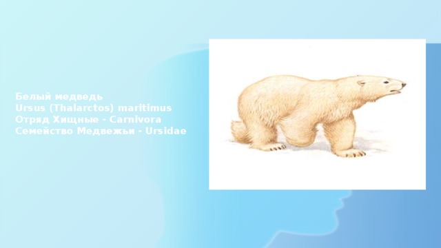 Белый медведь  Ursus (Thalarctos) maritimus  Отряд Хищные - Carnivora  Семейство Медвежьи - Ursidae