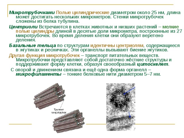 Микротрубочками  Полые цилиндрические диаметром около 25 нм, длина может достигать нескольких микрометров. Стенки микротрубочек сложены из белка тубулина. Центриоли Встречаются в клетках животных и низших растений – мелкие полые цилиндры длиной в десятые доли микрометра, построенные из 27 микротрубочек. Во время деления клетки они образуют веретено деления. Базальные тельца по структурам идентичны центриолям , содержащиеся в жгутиках и ресничках. Эти органеллы вызывают биение жгутиков. Другая функция микротрубочек – транспорт питательных веществ. Микротрубочки представляют собой достаточно жёсткие структуры и поддерживают форму клетки, образуя своеобразный цитоскелет .  С опорой и движением связана и ещё одна форма органелл – микрофиламенты – тонкие белковые нити диаметром 5–7 нм.