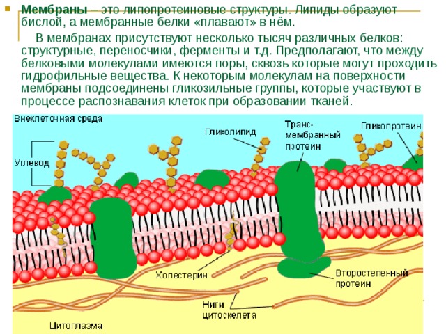 Мембраны – это липопротеиновые структуры. Липиды образуют бислой, а мембранные белки «плавают» в нём.
