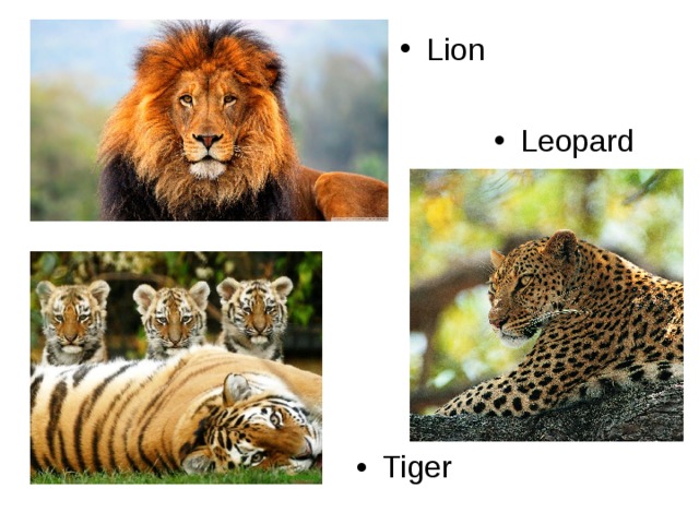 Lion Leopard Tiger
