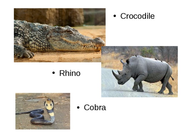 Crocodile Rhino Cobra