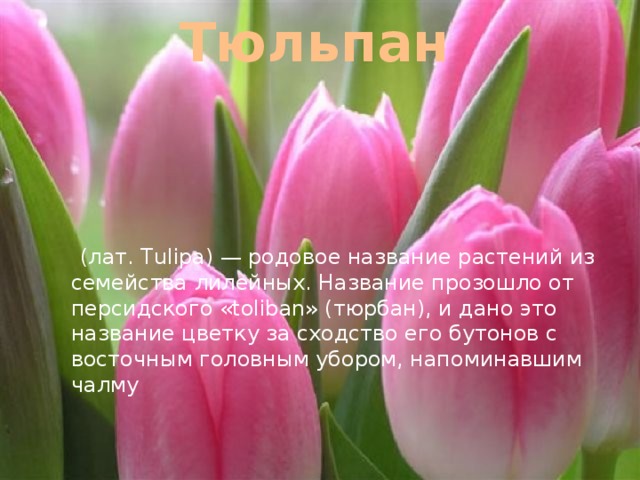 Тюльпан    (лат. Tulipa) — родовое название растений из семейства лилейных. Название прозошло от персидского «toliban» (тюрбан), и дано это название цветку за сходство его бутонов с восточным головным убором, напоминавшим чалму