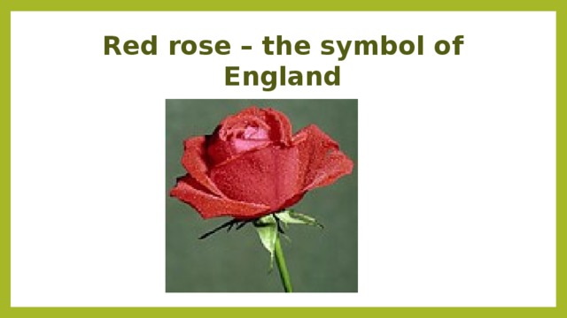 Red rose – the symbol of England