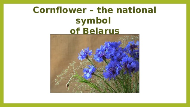 Cornflower – the national symbol  of Belarus