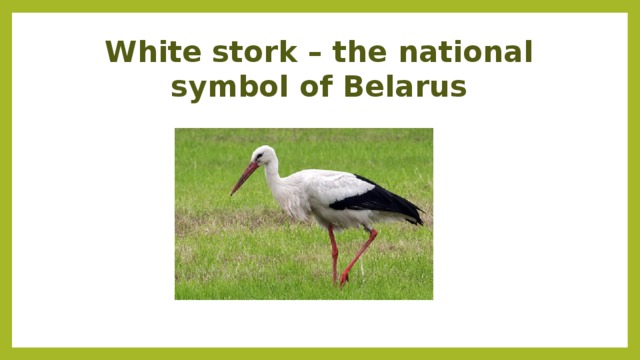 White stork – the national symbol of Belarus