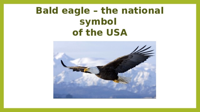 Bald eagle – the national symbol  of the USA