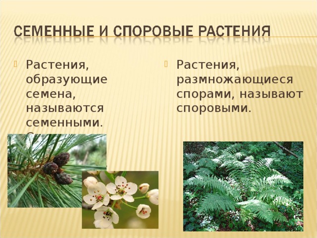 Растения, образующие семена, называются семенными. Семенные растения образующие цветки – цветковыми. Растения, размножающиеся спорами, называют споровыми.