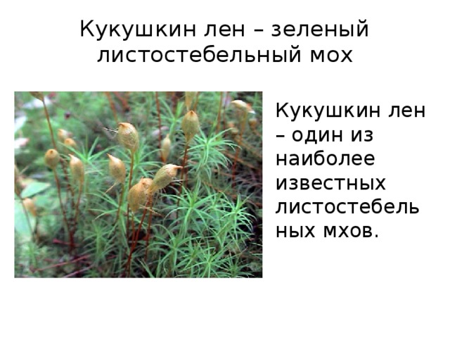 Кукушкин лен – зеленый листостебельный мох Кукушкин лен – один из наиболее известных листостебельных мхов.