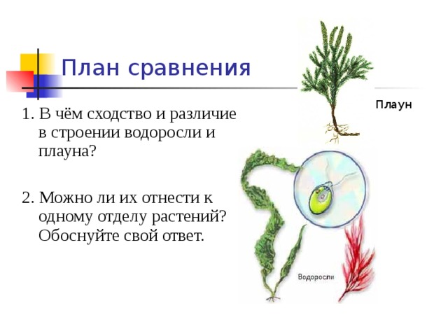 План сравнения Плаун 1. В чём сходство и различие в строении водоросли и плауна? 2. Можно ли их отнести к одному отделу растений? Обоснуйте свой ответ.