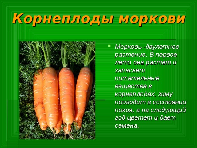 Корнеплоды моркови