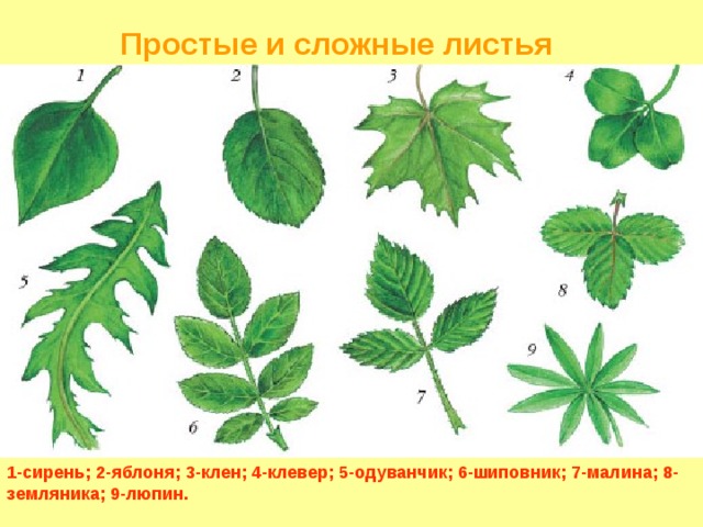 Простые и сложные листья 1-сирень; 2-яблоня; 3-клен; 4-клевер; 5-одуванчик; 6-шиповник; 7-малина; 8-земляника; 9-люпин.