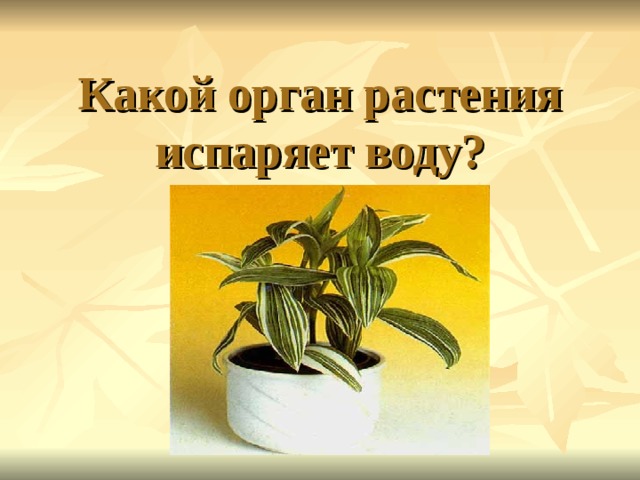 Какой орган растения испаряет воду?