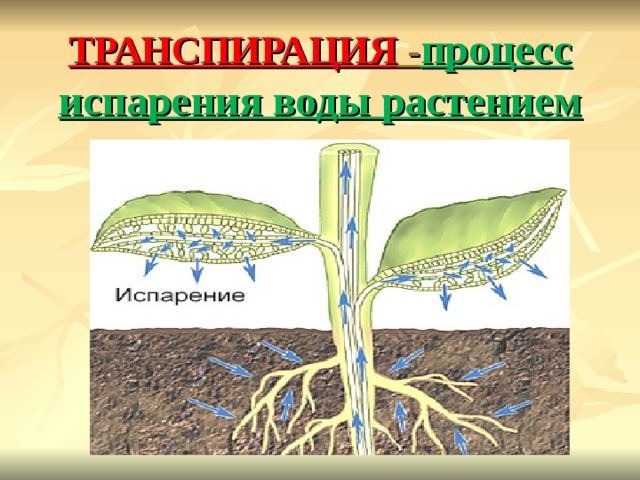 ТРАНСПИРАЦИЯ - процесс испарения воды растением