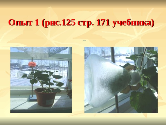 Опыт 1 (рис.125 стр. 171 учебника)                                                           Испарение воды растением