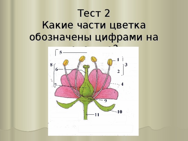 Т e ст 2  Каки e части цветка обозначены цифрами на рисунке?