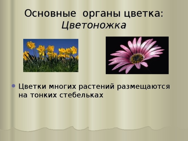 Основные органы цветка:  Цветоножка