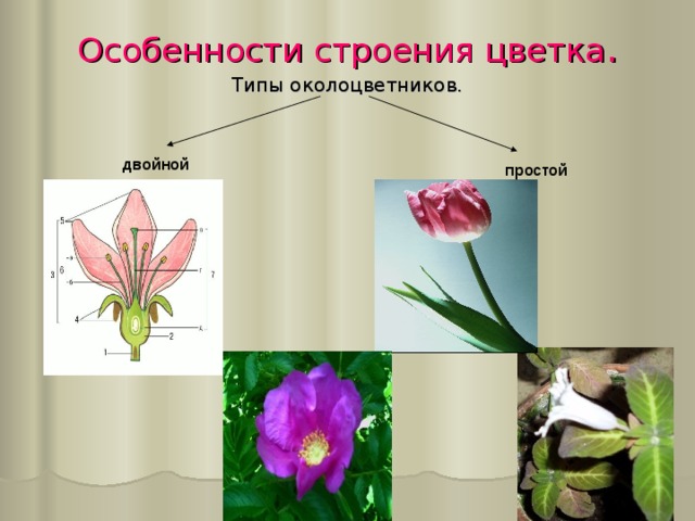 Особенности строения цветка . Типы околоцветников. двойной простой
