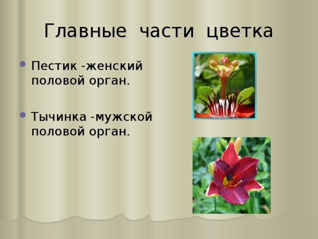 Главные части цветка