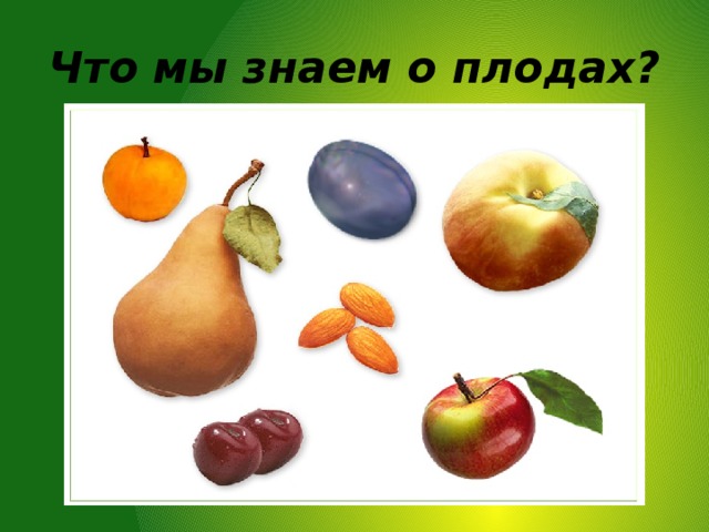 Что мы знаем о плодах?