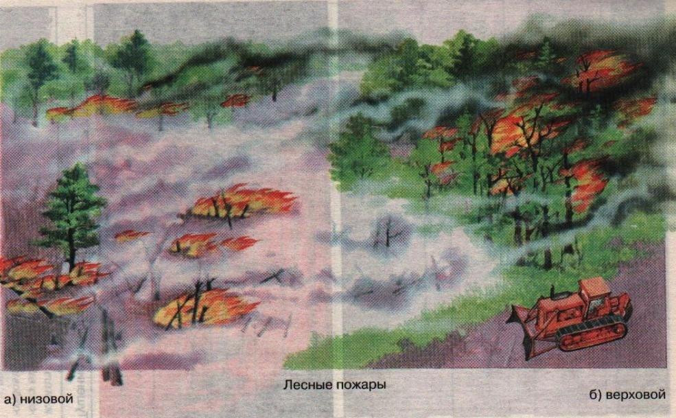 Верховые низовые подземные. Верховой и низовой пожар. Лесной пожар рисунок. Тушение низовых лесных пожаров. Рисунок на тему Лесные пожары.