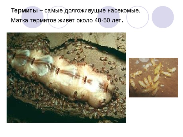 Термиты – самые долгоживущие насекомые.  Матка термитов живет около 40-50 лет .