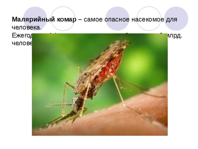 Малярийный комар – самое опасное насекомое для  человека.  Ежегодно в Африке от малярии погибает около 2 млрд. человек.
