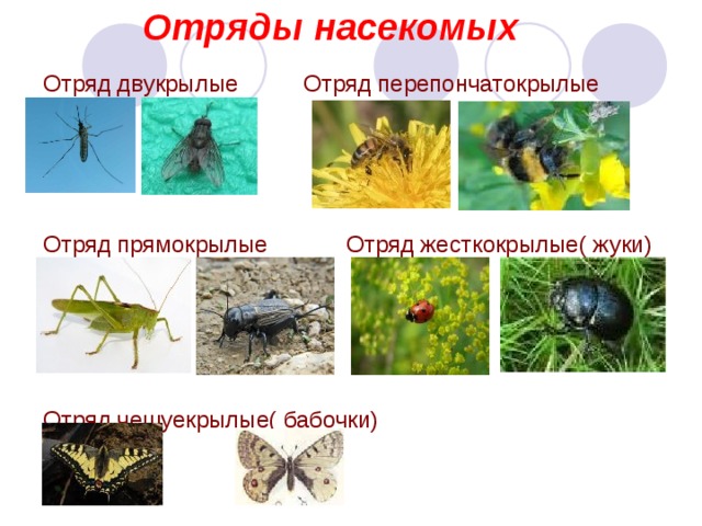 Отряды насекомых Отряд двукрылые Отряд перепончатокрылые Отряд прямокрылые Отряд жесткокрылые( жуки) Отряд чешуекрылые( бабочки)