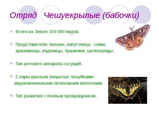 Отряд Чешуекрылые (бабочки) Всего на Земле 150 000 видов. Представители- махаон, капустница, совки,  крапивница, пяденицы, бражники, шелкопряды. Тип ротового аппарата сосущий.  2 пары крыльев покрытых чешуйками-  видоизмененными хитиновыми волосками.