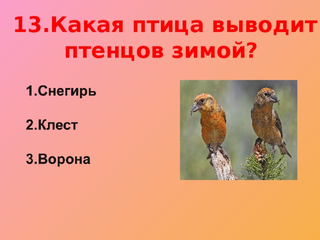 13.Какая птица выводит птенцов зимой?