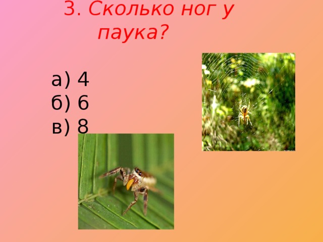 3. Сколько ног у паука?                                           а) 4       б) 6       в) 8