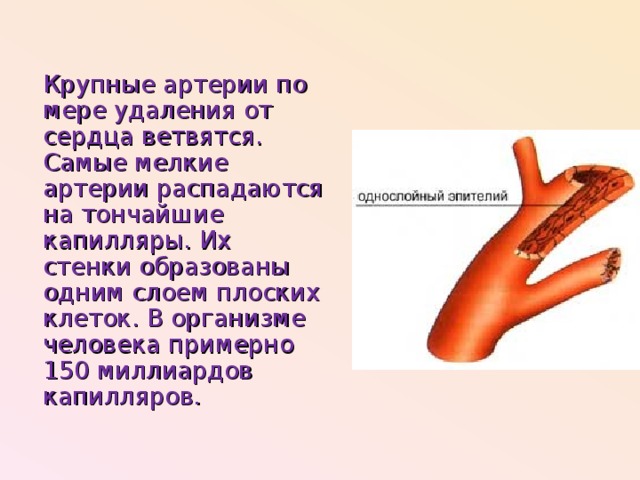 Крупные артерии по мере удаления от сердца ветвятся. Самые мелкие артерии распадаются на тончайшие капилляры. Их стенки образованы одним слоем плоских клеток. В организме человека примерно 150 миллиардов капилляров.
