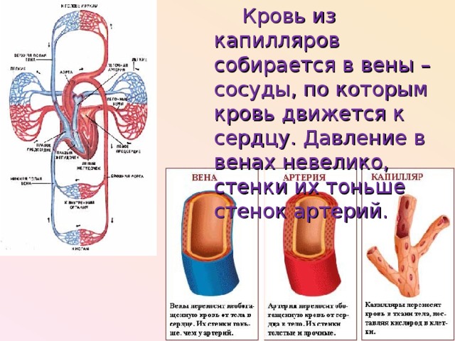 Артериальной кровью называют. Кровь в сосудах артерий вен капилляров. Направление крови в артериях венах и капиллярах. Капилляры это сосуд по которому кровь движется.