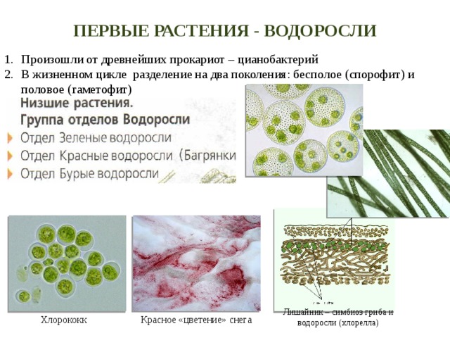 Первые растения - водоросли Произошли от древнейших прокариот – цианобактерий В жизненном цикле разделение на два поколения: бесполое (спорофит) и половое (гаметофит) Лишайник – симбиоз гриба и водоросли (хлорелла) Хлорококк Красное «цветение» снега